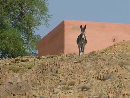 aghyoul,,,,,,,,,,ndou targanet